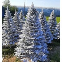 Maxy Poland Наоми Заснеженная с литыми ветками 2.1 м Image #2