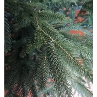 Maxy Poland Exclusive Императорская литая 1.8 м Image #3