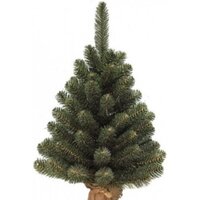 Maxy Poland НеоКлассик в горшочке 0.9м